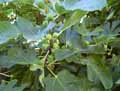 Ficus carica