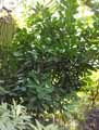 Ficus cyathistipula