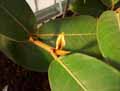 Ficus ferruginea