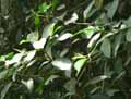 Ficus glabella Blume