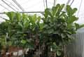 Ficus lyrata