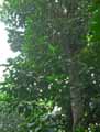 Ficus macrophylla