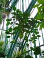Ficus macrostyce