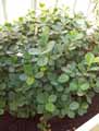 Ficus microcarpa formosanum