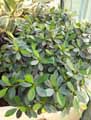 Ficus microcarpa var. crassifolia