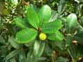Ficus ovata