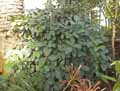 Ficus platypoda