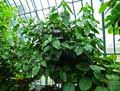 Ficus polita