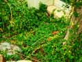 Ficus repens, Ficus pumila, Ficus scandens