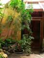 Ficus rubiginosa, Ficus microphylla, Ficus retusa, Ficus nitida, Ficus microcarpa