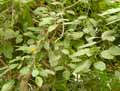 Ficus sur