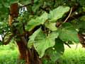 Ficus sycomorus