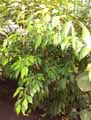 Ficus tinctoria