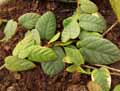 Ficus villosa