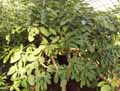 Ficus virens Aiton