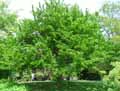 Moraceae-Morus-alba-Platanifolia-Murier-a-feuilles-de-Platane.jpg