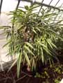 ficus binnendijkii Amstel queen