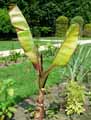 Musa violaceae