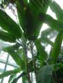 Musa x paradisiaca