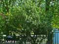 Myrica californica