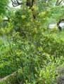 Myrica cyrifera