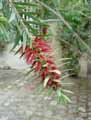 Callistemon citrinus