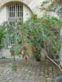Callistemon citrinus
