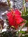 Myrtaceae-Callistemon-laevis-Rince-bouteille-Rince-biberon-Plante-goupillon.jpg