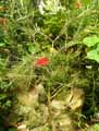 Myrtaceae-Callistemon-speciosus-Rince-bouteille-Rince-biberon-Plante-goupillon.jpg