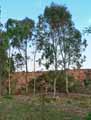 Myrtaceae-Eucalyptus-globulus-Eucalyptus-bleu-Gommier-bleu-Arbre-au-koala-Arbre-a-la-fievre.jpg