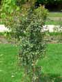Eugenia myrtifolia, Syzygium paniculatum