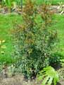 Eugenia myrtifolia, Syzygium paniculatum
