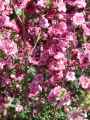 Leptospermum