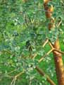 Luma apiculata