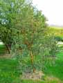 Luma apiculata
