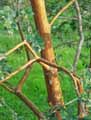 Myrtaceae-Luma-apiculata-Myrte.jpg