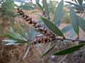 Myrtaceae-Melaleuca-quinquenervia-Niaouli.jpg