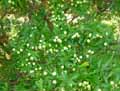 Myrtus communis