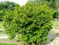 Myrtaceae-Myrtus-communis-Myrte-Myrte-commune-Myrte-nerte.jpg