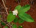 Myrtaceae-Psidium-guajava-Goyavier-Goyavier-pomme.jpg