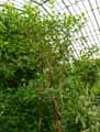 Myrtaceae-Psidium-littorale-var.-longipes-Goyavier-de-Chine-Goyavier-fraise.jpg