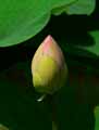 Nelumbo nucifera