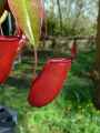 Nepenthes Bloody Mary