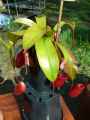 Nepenthes Bloody Mary