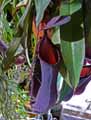 Nepenthes Rebecca Soper