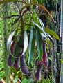 Nepenthes Rebecca Soper