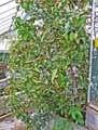 Nepenthes X