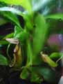 Nepenthes alata