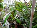 Nepenthes boisiense