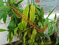 Nepenthes maxima